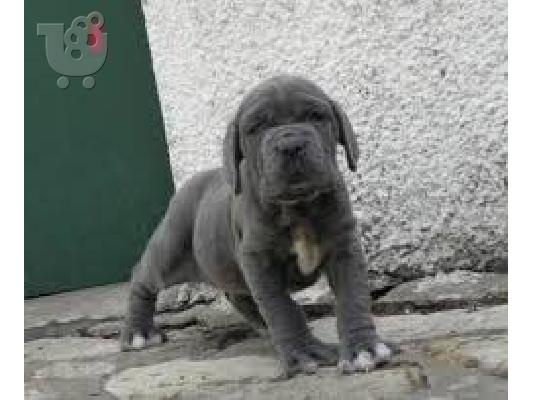 PoulaTo: Kc Neapolitan Mastiff Τώρα έτοιμη